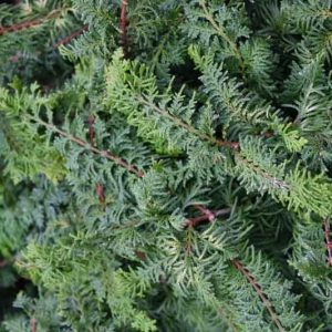 Chamaecyparis obtusa 'Fernspray Gold', Hinoki Cypress 'Fernspray Gold', 'Fernspray Gold' Hinoki Cypress, Chamaecyparis 'Fernspray Gold', Evergreen Shrub, Evergreen Tree, Small Conifer