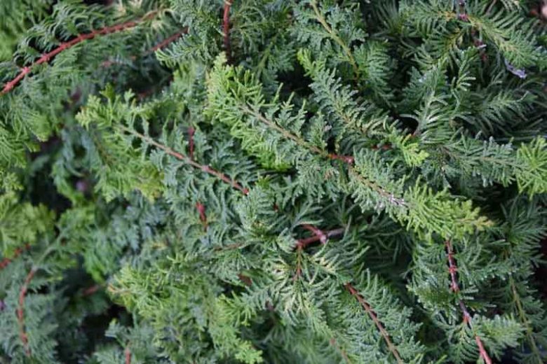 Chamaecyparis obtusa 'Fernspray Gold', Hinoki Cypress 'Fernspray Gold', 'Fernspray Gold' Hinoki Cypress, Chamaecyparis 'Fernspray Gold', Evergreen Shrub, Evergreen Tree, Small Conifer