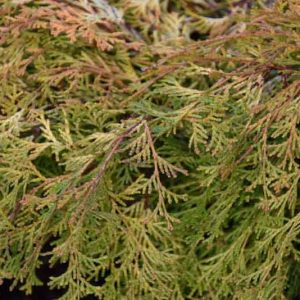 Chamaecyparis obtusa 'Kamarachiba', Hinoki Cypress 'Kamarachiba', 'Kamarachiba' Hinoki Cypress, Chamaecyparis 'Kamarachiba', Evergreen Shrub, Evergreen Tree, Small Conifer