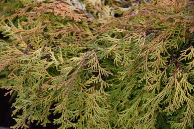 Chamaecyparis obtusa 'Kamarachiba', Hinoki Cypress 'Kamarachiba', 'Kamarachiba' Hinoki Cypress, Chamaecyparis 'Kamarachiba', Evergreen Shrub, Evergreen Tree, Small Conifer