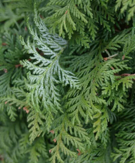 Chamaecyparis Pisifera 'Soft Serve', Sawara Cypress 'Soft Serve', Japanese Cypress 'Soft Serve', evergreen shrub, blue shrub