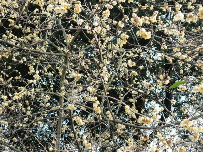 Chimonanthus praecox 'Grandiflorus', Wintersweet 'Grandiflorus', Large-Flowered Wintersweet', Yellow Flowers,  Winter Flowers