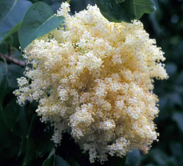 Syringa reticulata subsp. pekinensis 'China Snow',Pekin Lilac 'China Snow', Chinese Tree Lilac 'China Snow', Syringa pekinensis 'China Snow', Pekin Lilac 'Morton', Chinese Tree Lilac 'Morton', Syringa pekinensis 'Morton', Yellow lilac, Fragrant Lilac, Yellow Flowers, Fragrant Tree