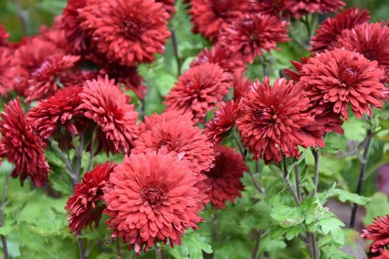 Chrysanthemum 'Ruby Mound', Garden Mum 'Ruby Mound', Florist's Mum 'Ruby Mound', Hardy Garden Mum Ruby Mound, Dendranthema Ruby Mound, Red Chrysanthemum, Fall Flowers