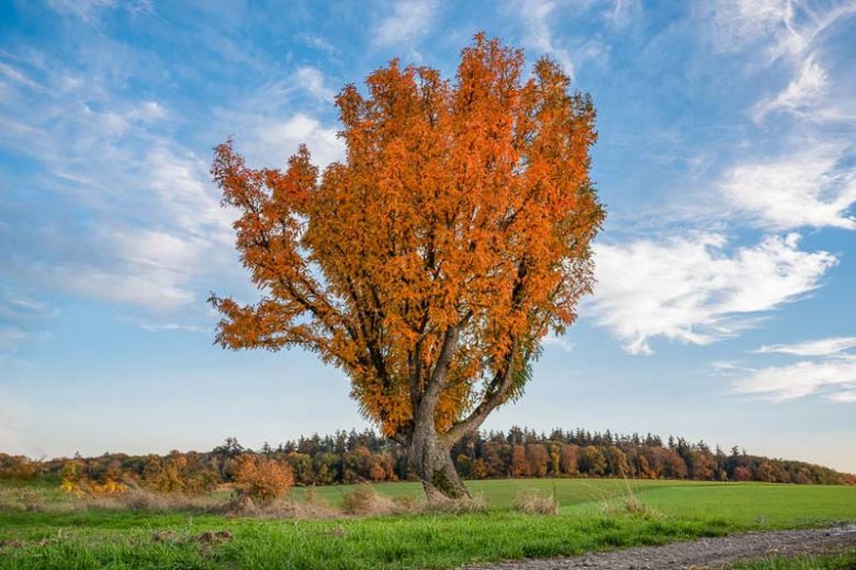 Fraxinus americana, American Ash, Canadian Ash, White Ash, Deciduous Tree, Fall Color