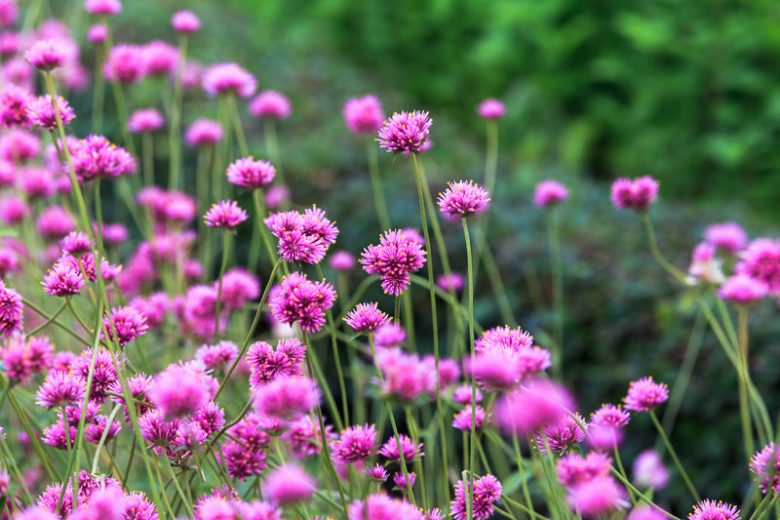 Gomphrena Globosa 'Fireworks', Globe Amaranth 'Fireworks', Gomphrena 'Fireworks', Bachelor's Buttons 'Fireworks', Bachelor Button 'Fireworks', Purple flowers, Pink flowers