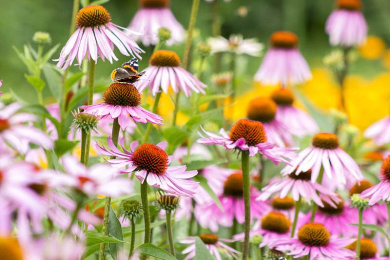 Echinacea Purpurea 'Magnus', Coneflower 'Magnus', Echinacea 'Magnus', Purple Coneflower, Purple Echinacea, Echinacea Purpurea