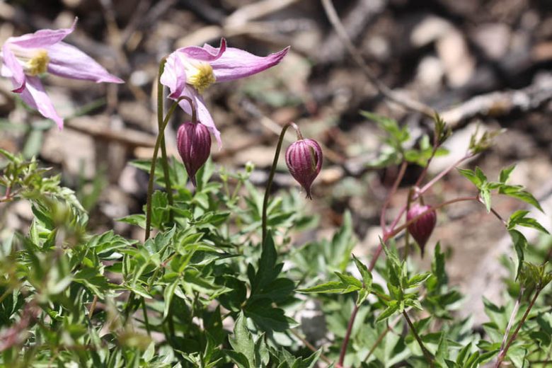Clematis columbiana, Rock Clematis, group 1 clematis, Small-flowered Clematis, purple clematis, Clematis Vine, Clematis Plant, Flower Vines, Clematis Flower, Clematis Pruning