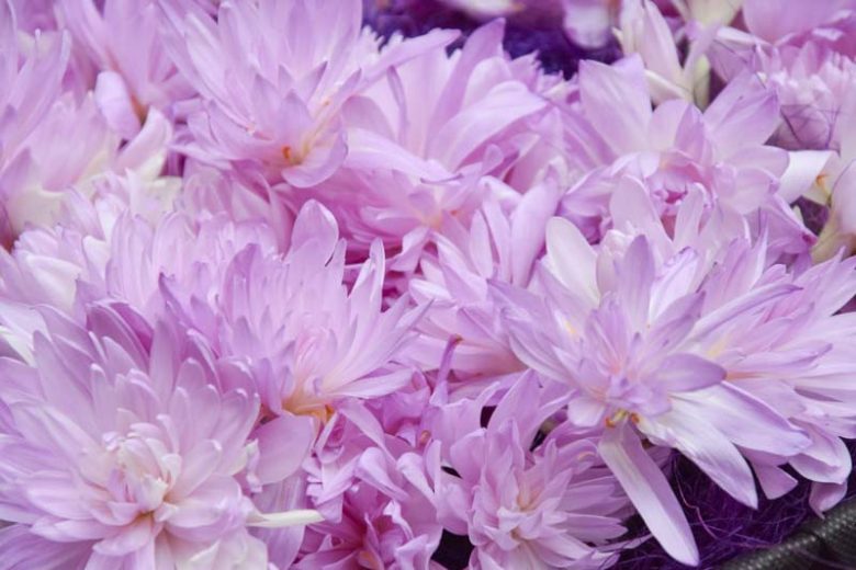 Colchicum 'Waterlily',Meadow Saffron 'Waterlily', Double Autumn Crocus, Hybrid Autumn Crocus, 'Waterlily' Autumn Crocus, fall crocus, Autumn crocus, Crocus autumnale, pink flowering bulb