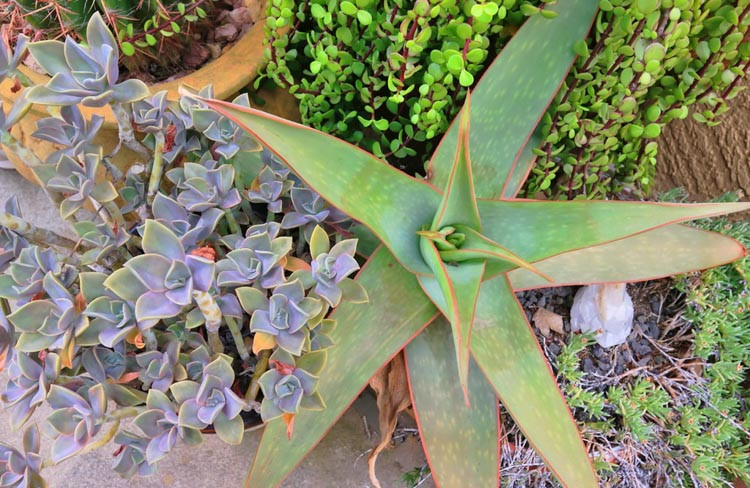 Aloe striata, Coral Aloe,Orange flowers, Succulents, Aloes, Drought tolerant plants