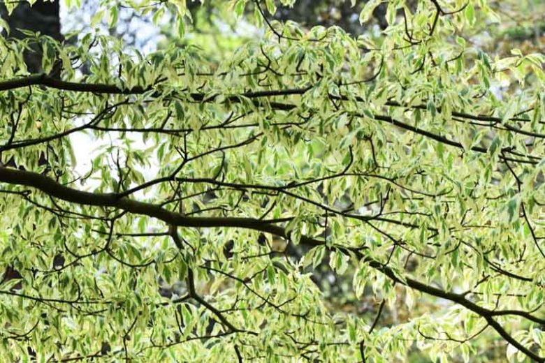 Cornus controversa 'Variegata'