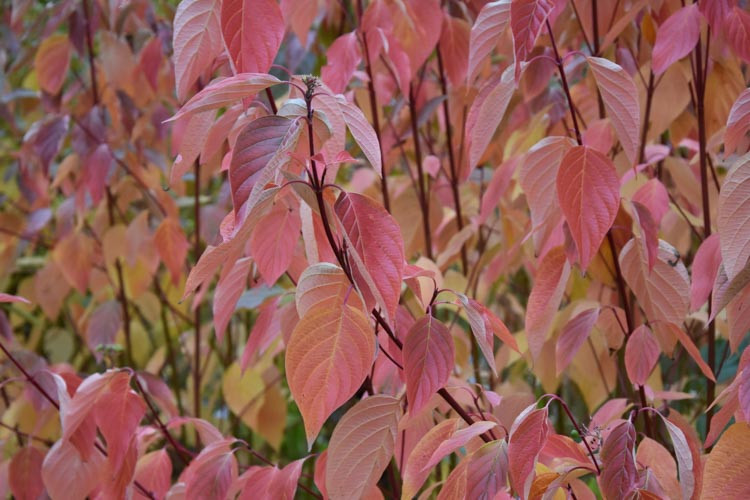 Cornus Sericea 'Cardinal', Redtwig Dogwood CardinaL, Cardinal Redosier Dogwood, Deciduous Shrubs, Foliage, Fall color, Winter color, Shrubs with berries