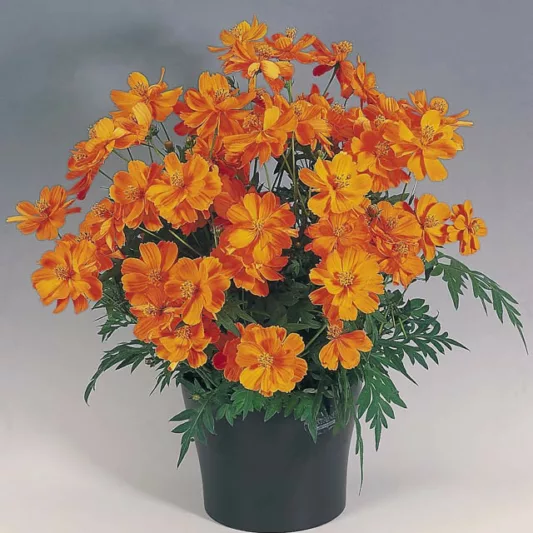Cosmos Sulphureus 'Cosmic Orange', Yellow cosmos Cosmic Orange, Orange Cosmos Cosmic Orange