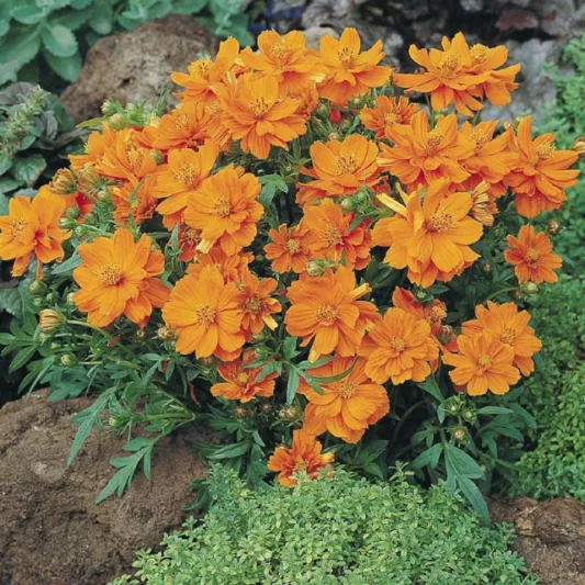 Cosmos Sulphureus 'Cosmic Orange', Yellow cosmos Cosmic Orange, Orange Cosmos Cosmic Orange