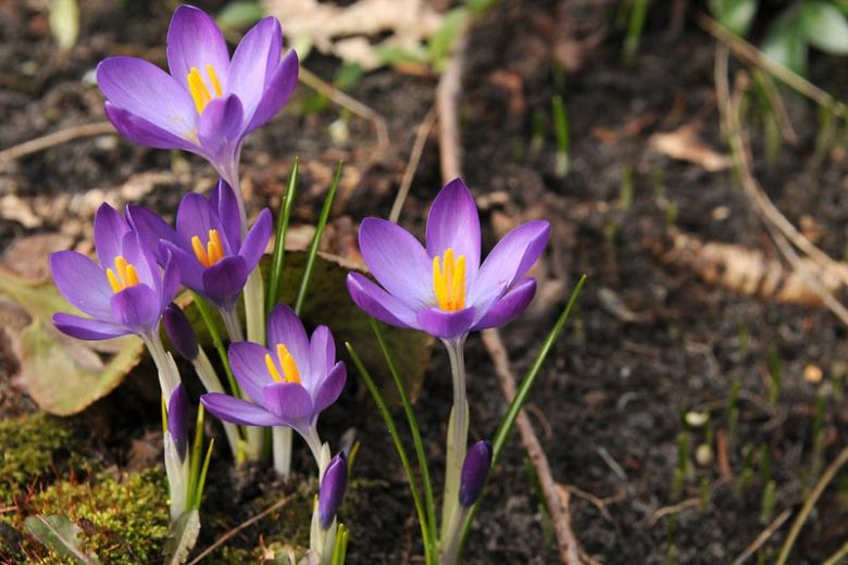 Crocus Tommasinianus 'Whitewell Purple', Crocus 'Whitewell Purple', Early Crocus, Botanical Crocus, Snow Crocus, Lilac Tommy, Spring Bulbs, Spring Flowers, early spring bulb, late winter blooming bulb