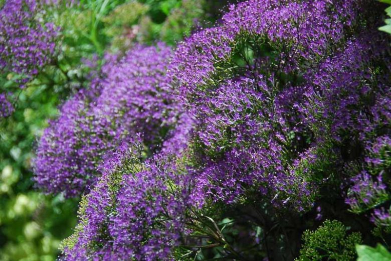 Trachelium caeruleum, Blue Throatwort, Throatwort, Blue flowers