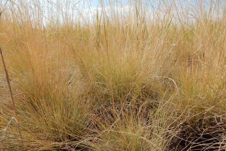 Festuca ovina, Sheep Fescue