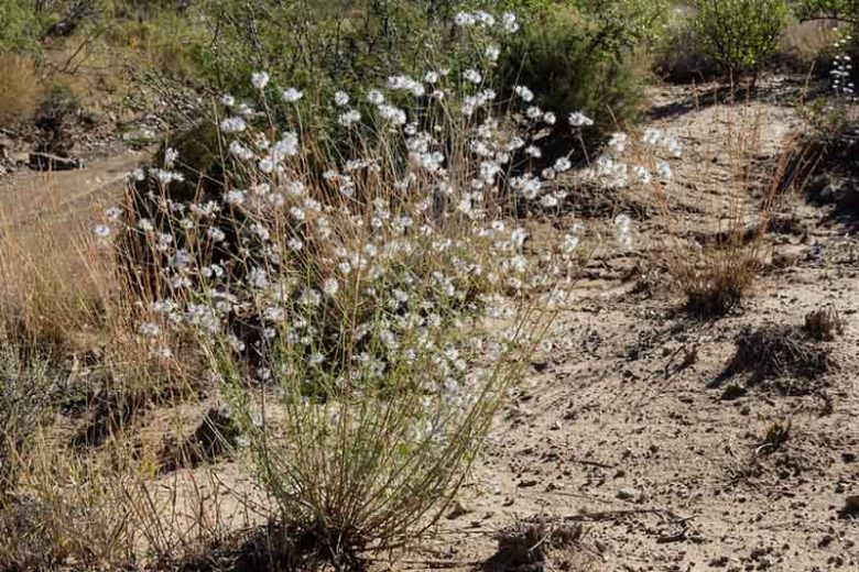 Brickellia eupatorioides, False Boneset, White Flowers