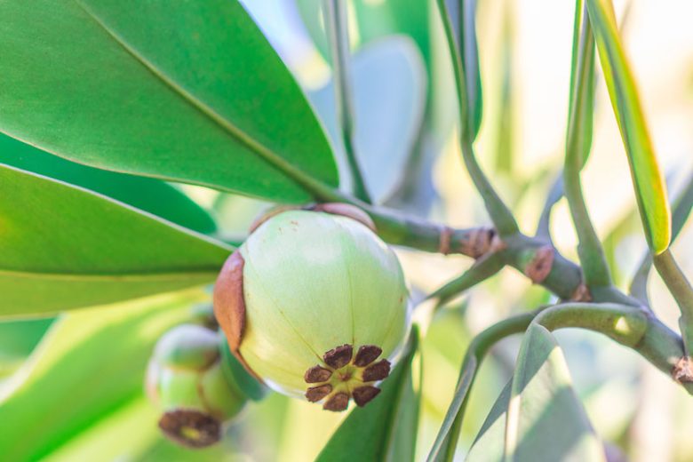 Clusia rosea, Scotch Attorney, Pitch-Apple, Autograph Tree, Florida Native Plant, Florida Native Tree, Evergreen Tree