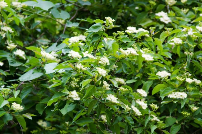 Viburnum rufidulum,Rusty Blackhaw Viburnum, Rusty Blackhaw, Southern Blackhaw, Blackhaw, Bluehaw, Downy Viburnum, Southern Nannyberry, Rusty Nannyberry, Nannyberry,, Fragrant Shrub, Shrub with fall color, fall color, shrub with berries