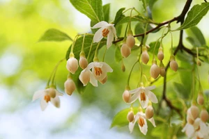 Styrax, Snowbells, storax, Japanese Snowbelle, Styrax japonicus, Styrax americanus
