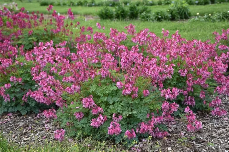 Dicentra 'Pink Diamonds', Fern-Leaf Bleeding Heart 'Pink Diamonds', Bleeding Heart 'Pink Diamonds', Bleeding Heart Flower, shade perennial, Shade Flowers,