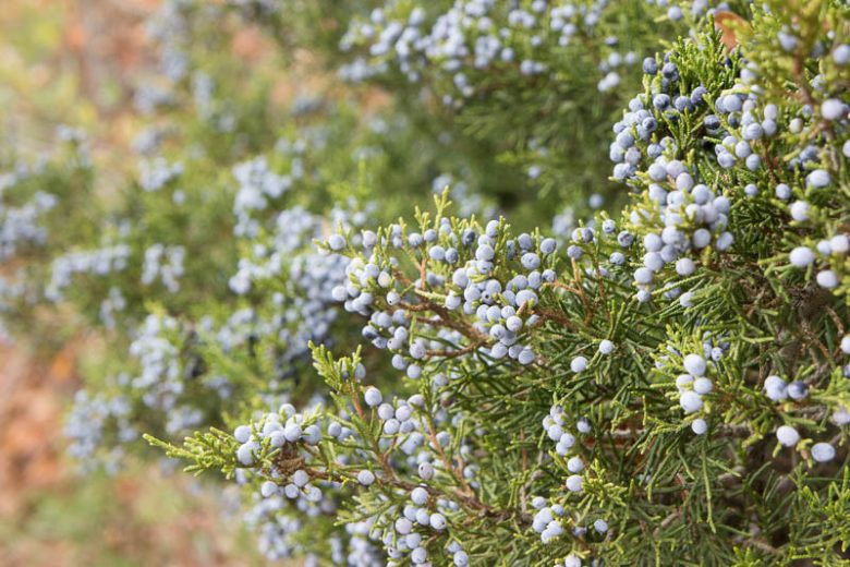Juniperus communis, Common Juniper, Juniper, Juniperus intermedia, Evergreen Shrub, Evergreen Tree