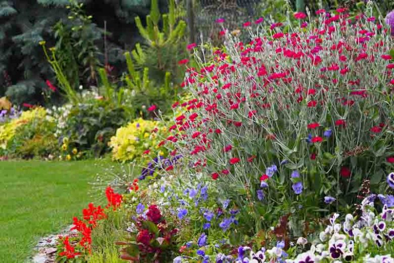 Lychnis Coronaria, Rose Campion, Rabbit's Ears, Crown Pink, Mullein Pink, Dry soil plant, deer resistant plant, AGM plant
