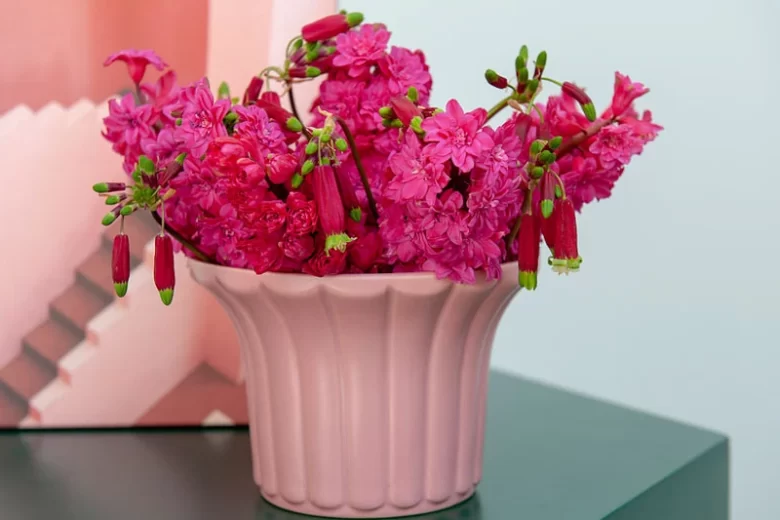 Hyacinthus Orientalis 'Hollyhock', Hyacinth Hollyhock', Double-Flowered Hyacinth, Dutch Hyacinth, Hyacinthus Orientalis, Common Hyacinth, Spring Bulbs, Spring Flowers, pink hyacinth, pink flowers