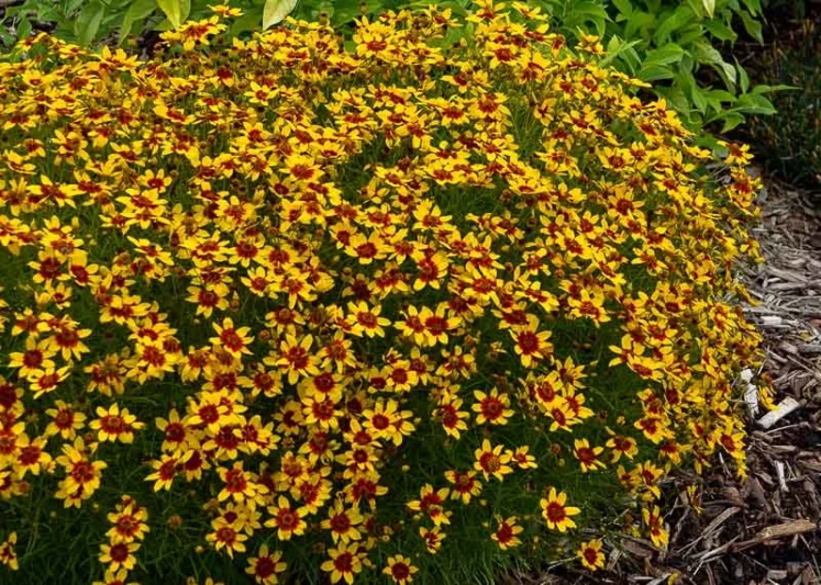 Coreopsis Verticillata 'Curry Up', Threadleaf Coreopsis 'Curry Up', Whorled Coreopsis 'Curry Up', Coreopsis 'Curry Up', Tickseed 'Curry Up', Sizzle & Spice Series, Drought tolerant plants, Yellow Coreopsis, Yellow Flowers