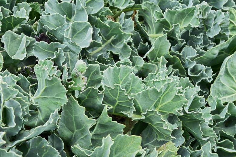 Crambe maritima, Sea Kale, Sea Cabbage, Sea Colewort, Seakale, white flowers