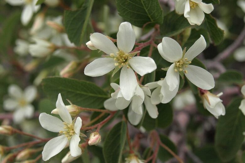 Amelanchier utahensis, Utah Serviceberry, Pale-leaved Serviceberry, Utah Service-berry, Western Serviceberry, Shrub, Fall color, Shrub with berries