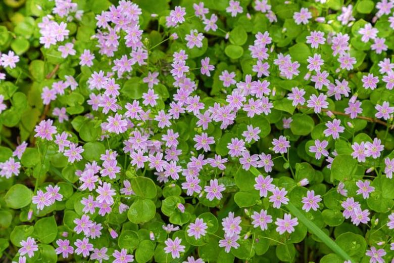 Claytonia sibirica, Siberian Springbeauty, Siberian Miners Lettuce, Pink Purslane, Candy Flower, Chinese Chickweed, Miner's Lettuce, Siberian Purslane, Pink flowers, Spring flowers, Shade perennials