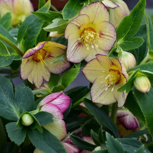 Tropical Sunset Hellebore, Helleborus Tropical Sunset, Hellebore 'Tropical Sunset', Lenten Rose 'Tropical Sunset', Yellow Hellebore, Yellow Lenten Rose
