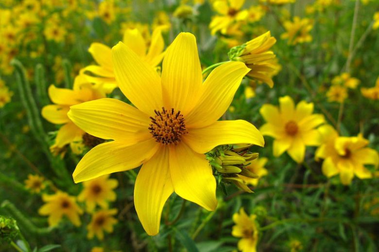 Bidens aristosa, Bearded Beggarticks, Tickseed Sunflower, Bur Marigold, Long-Bracted Beggarticks, Long-Bracted Tickseed Sunflower, Swamp Marigold, Tick Seed, Tickseed Beggarticks, Tickseed Sunflower, Western Tickseed, Yankee Lice,