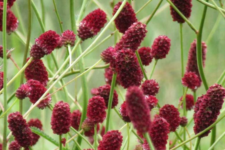 Sanguisorba officinalis Red Thunder, Great Burnet Red Thunder, Greater Burnet Red Thunder, Greater Salad Burnet Red Thunder, Burnet Bloodwort Red Thunder, Red Flowers
