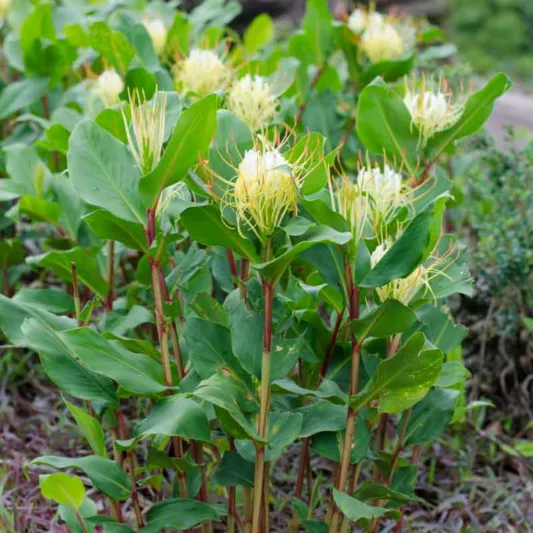 Hedychium ellipticum, Rock Butterfly Lily, Hardy Ginger Lily,  White Ginger, Perennial Plants, Perennial Flowers, Exotic Flowers