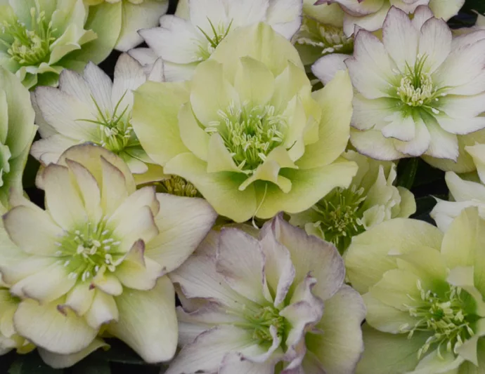 First Dance Hellebore, Helleborus First Dance,  Hellebore 'First Dance', Lenten Rose 'First Dance', White Hellebore, Yellow Hellebore, Double Hellebore, Double Lenten Rose