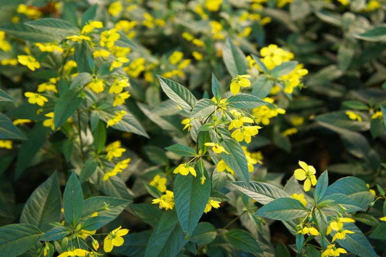 Lysimachia ciliata, Fringed Loosestrife, Fringed Yellow Loosestrife, Steironema ciliatum, Steironema pumilum, Yellow Flowers