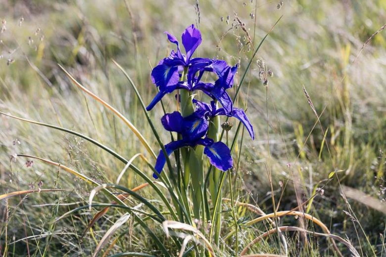 Iris latifolia, English Iris, Iris anglica, Iris argentea, Iris cepifolia, Iris pyrenaica, Iris xiphioides, Purple Flowers, Purple Iris, Blue Iris