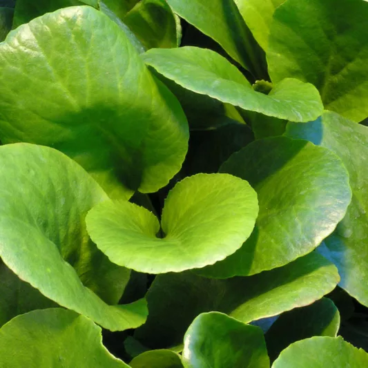 Bergenia cordifolia 'Winter Glow', Elephant's Ears 'Winter Glow', Pig Squeak 'Winter Glow', Heartleaf Bergenia 'Winter Glow', Pigsqueak 'Winter Glow', Bergenia Winterglut, Bergenia Winterglow, Bergenia Vinterglöd'