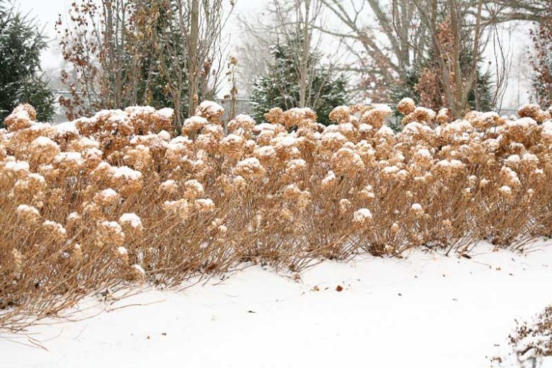 hydrangea arborescens incrediball, incrediball hydrangea