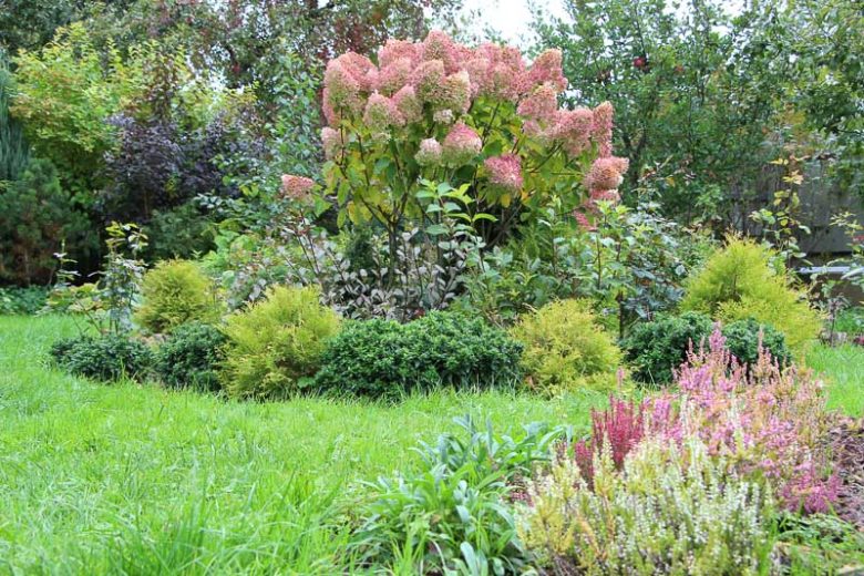 Thuja Occidentalis 'Rheingold', Danica Arborvitae, White Cedar 'Rheingold', Northern White Cedar 'Rheingold', Swamp Cedar 'Rheingold', Thuja occidentalis 'Ellwangeriana Pygmaea Aurea'