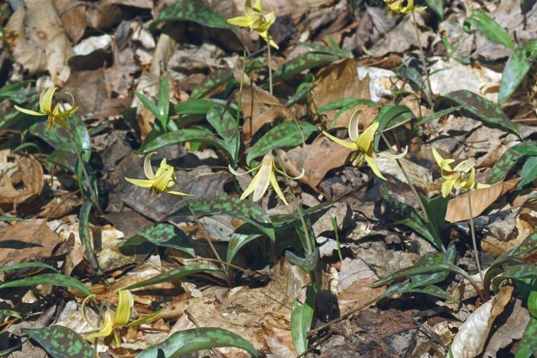 Erythronium umbilicatum, Dimpled Trout Lily, Yellow Trout Lily, Yellow flowers, shade perennials