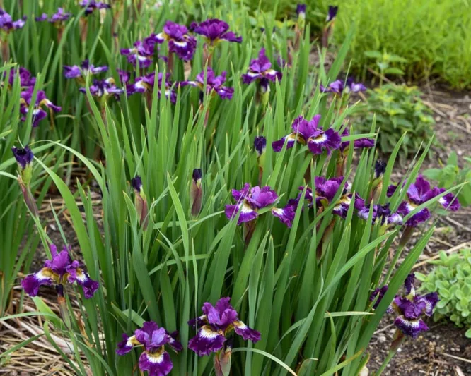 Siberian Iris Jewelled Crown, Iris Sibirica Jewelled Crown, Siberian flag Jewelled Crown, Purple Flowers, Purple Iris, Purple Siberian iris
