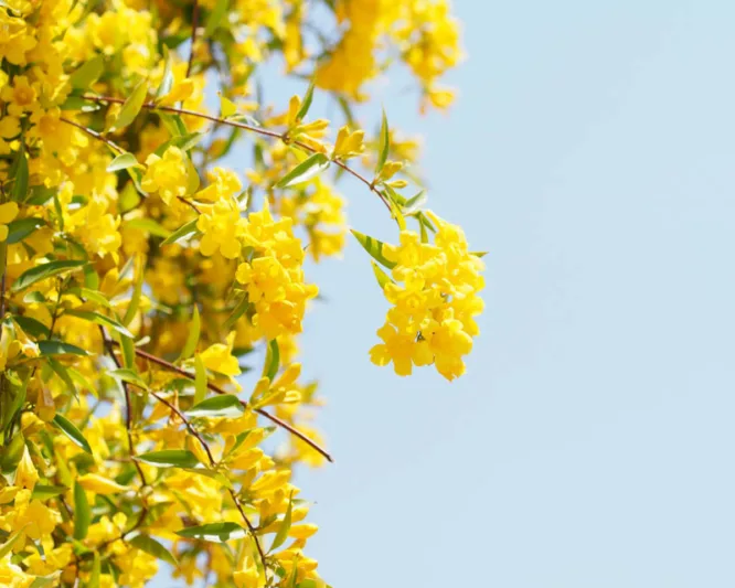 Gelsemium sempervirens, Carolina Jessamine, Yellow Jessamine, Evening Trumpet Flower, Poor Man's Rope, Bignonia sempervirens, Bigonia sempervirens, Yellow Flowers