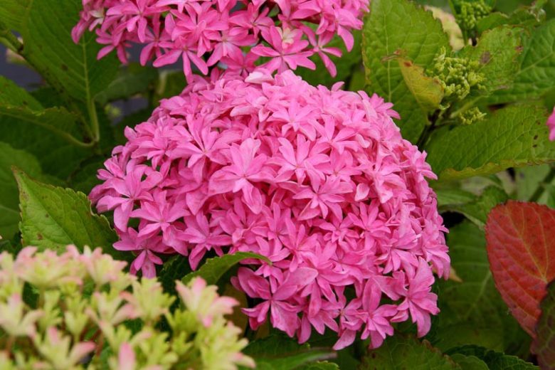 Hydrangea Macrophylla 'Inspire', Bigleaf Hydrangea 'Inspire', Hydrangea 'Inspire', Pink Hydrangea, Blue Hydrangea, Bicolor Hydrangea