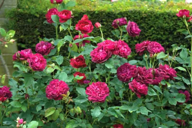 Rose 'Darcey Bussel', Rosa 'Darcey Bussel', English Rose 'Darcey Bussel', David Austin Roses, English Roses, Shrub roses, red roses, Rose bushes, Garden Roses
