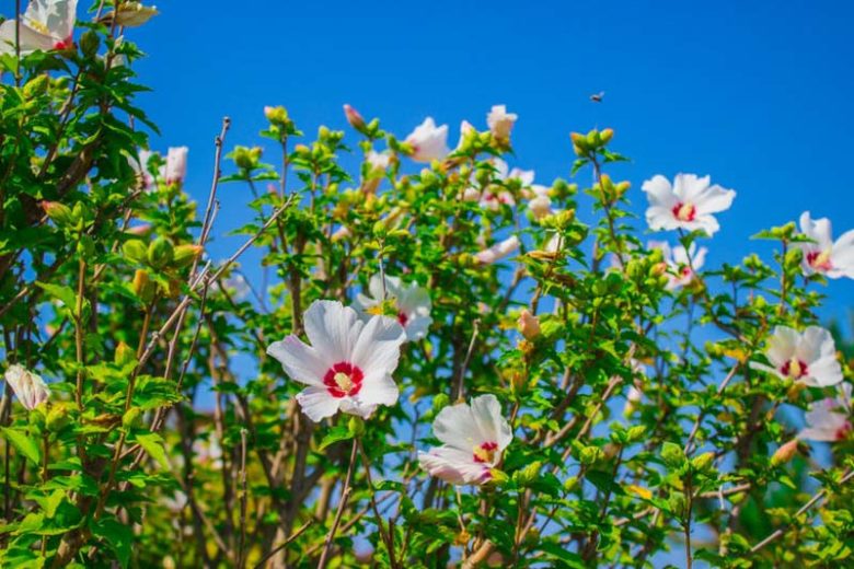 Hibiscus moscheutos 'Fireball', Hardy Hibiscus 'Fireball', Swamp Rose Mallow 'Fireball', Hibiscus 'Fireball', Perennial Hibiscus 'Fireball', Rose Mallow 'Fireball', Flowering Shrub, Red flowers, Red Hibiscus