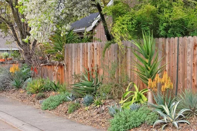 Aloe Moonglow™, Moonglow Aloe, Aloe 'LEO 3151A', Yellow flowers, Succulents, Aloes, Drought tolerant plants